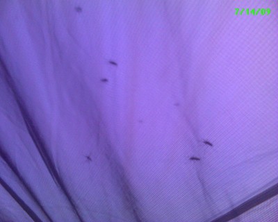 Skeeters on the tent!
