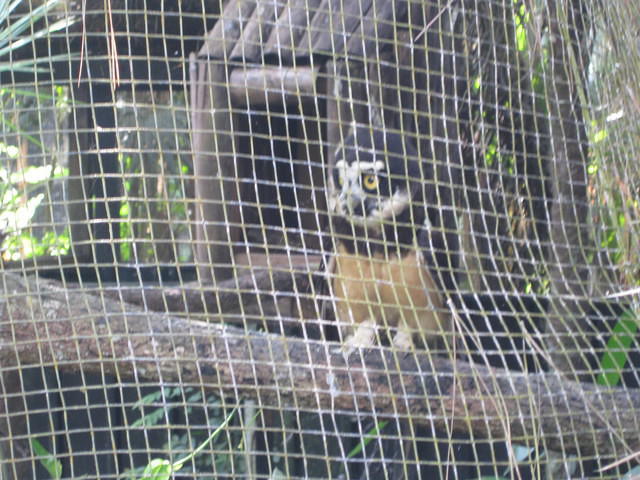 Belize Zoo