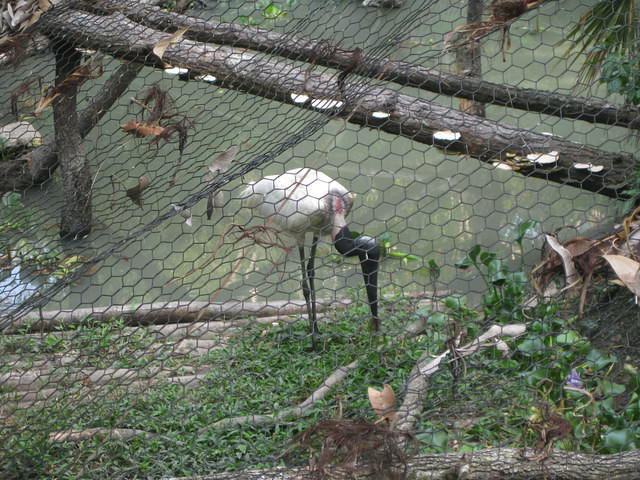 Belize Zoo