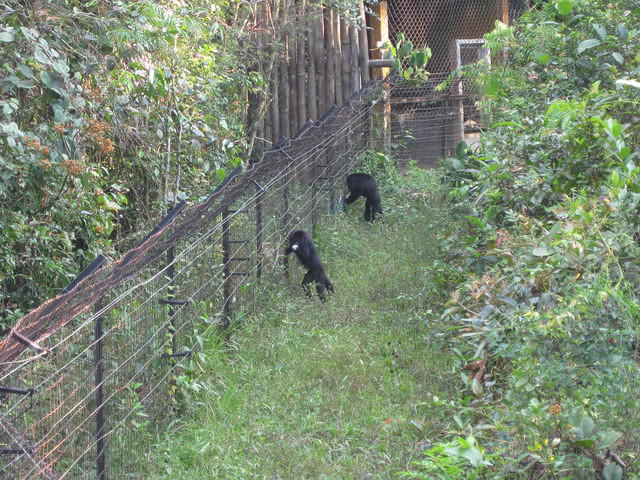 Belize Zoo