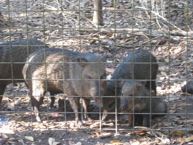 Belize Zoo