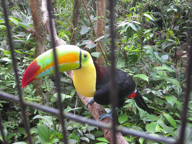 Belize Zoo