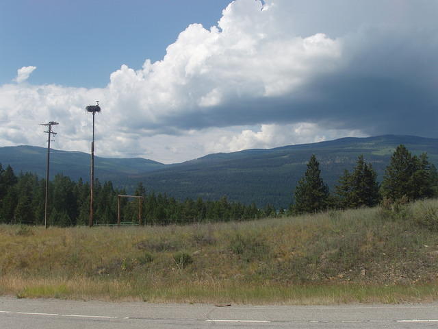 osprey nest